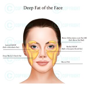 Facial Deep Fat Pads Face Anatomy Poster Digital Download