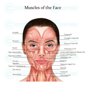 Muscles of the Face and Neck | Anti-wrinkle & Filler Injector | Anatomy | Poster | Aesthetics | Dermatology | Medspa| Digital Download