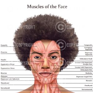 Muscles of the Face and Neck Lisa Digital Download