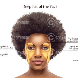Deep Fat Pads the Face Lisa Digital Download
