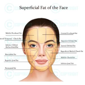 Superficial Face Fat Pads Anatomy Poster Digital Download