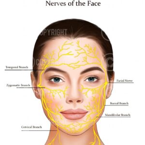 Facial Nerves Anatomy Poster Dermatology Digital Download