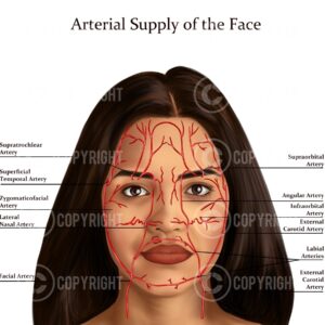 Arterial Supply Face Shana Digital Download