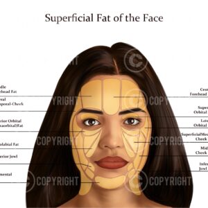 Superficial Fat Pads of the Face Shana Digital Download