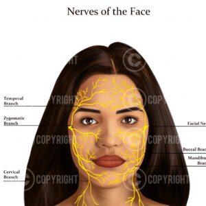 Nerves of The Face Shana Digital Download