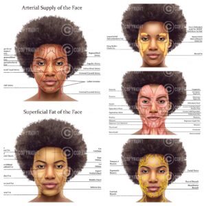 Facial Anatomy Bundle Lisa Digital Download