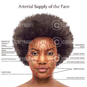Arterial Supply Face | Facial Arteries | Anatomy | Poster | Dermatology | Digital Download