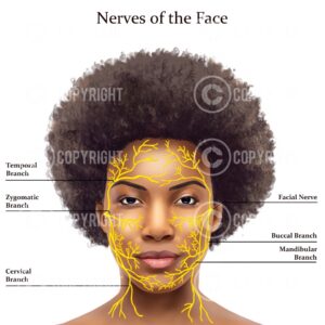 Nerves of The Face Lisa Digital Download