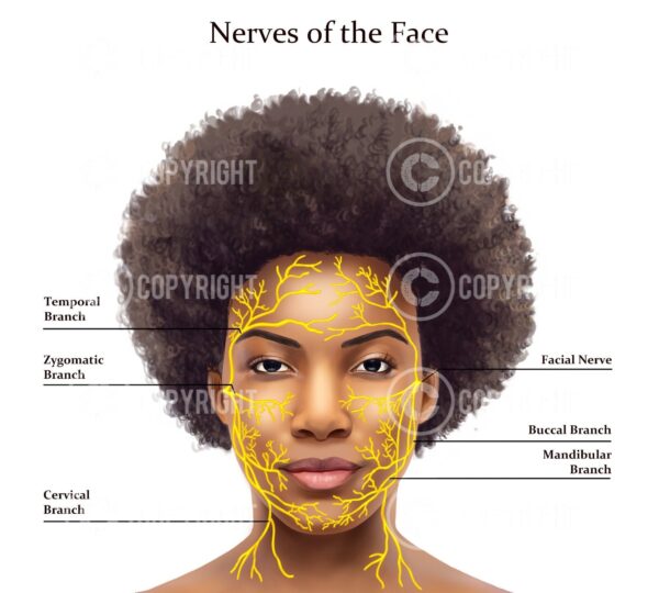Nerves of The Face Lisa Digital Download