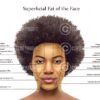 Superficial Fat Pads of the Face Lisa Digital Download