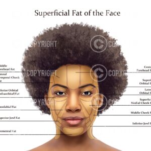 Superficial Fat Pads of the Face Lisa Digital Download