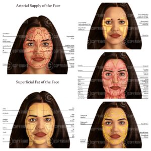 Facial Anatomy Bundle Shana Digital Download