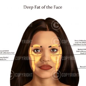Deep Fat Pads the Face Shana Digital Download