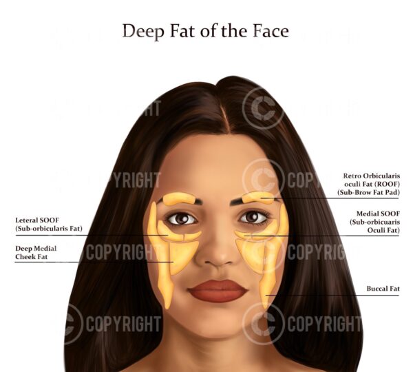 Deep Fat Pads the Face Shana Digital Download