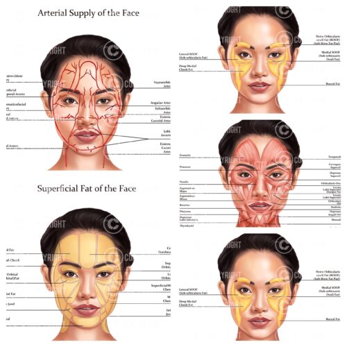 Facial Anatomy Bundle Sakura Digital Download