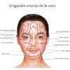 Paquete de anatomía facial Descarga digital