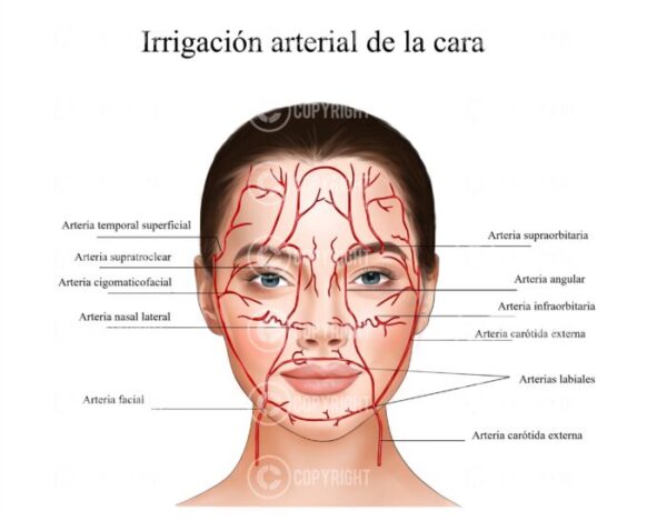 Paquete de anatomía facial Descarga digital