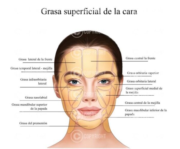 Paquete de anatomía facial Descarga digital