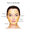 Paquete de anatomía facial Descarga digital