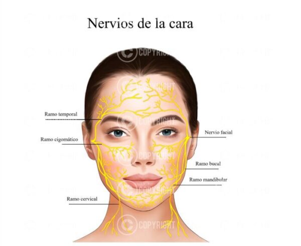 Paquete de anatomía facial Descarga digital