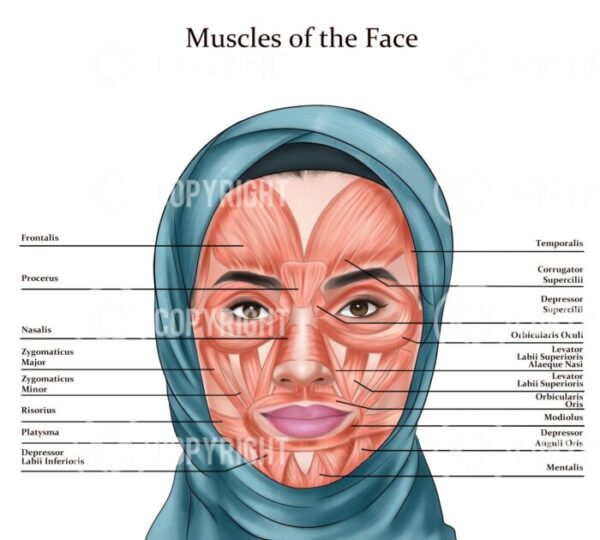 Facial Anatomy Zahra Muslim Hijab Digital Download