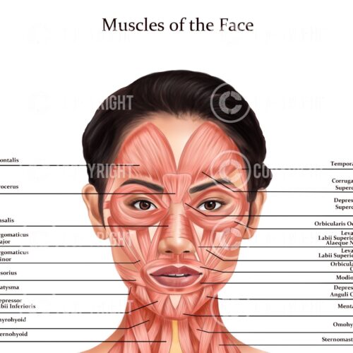 Muscles of the Face and Neck Sakura Digital Download
