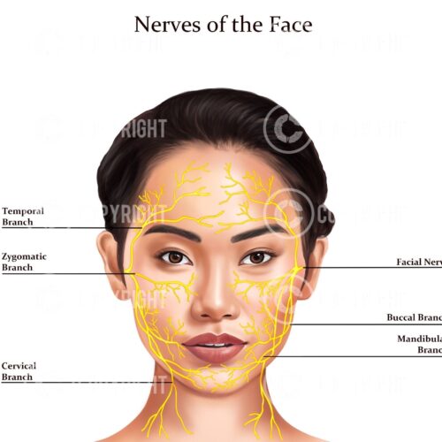 Nerves of The Face Sakura Digital Download