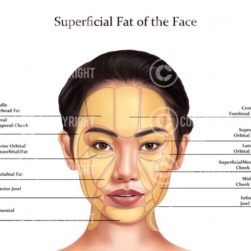 Superficial Fat Pads of the Face Sakura Digital Download