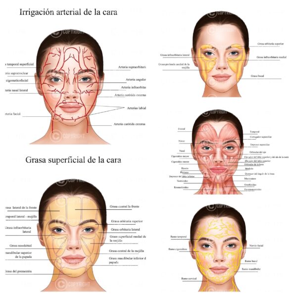 Paquete de anatomía facial Descarga digital