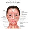 Paquete de anatomía facial Descarga digital