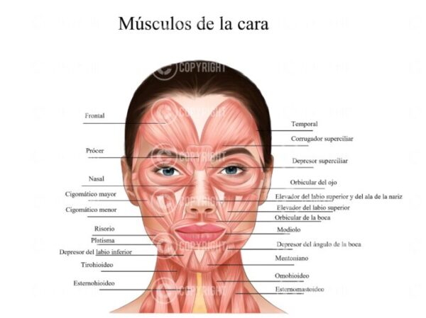 Paquete de anatomía facial Descarga digital