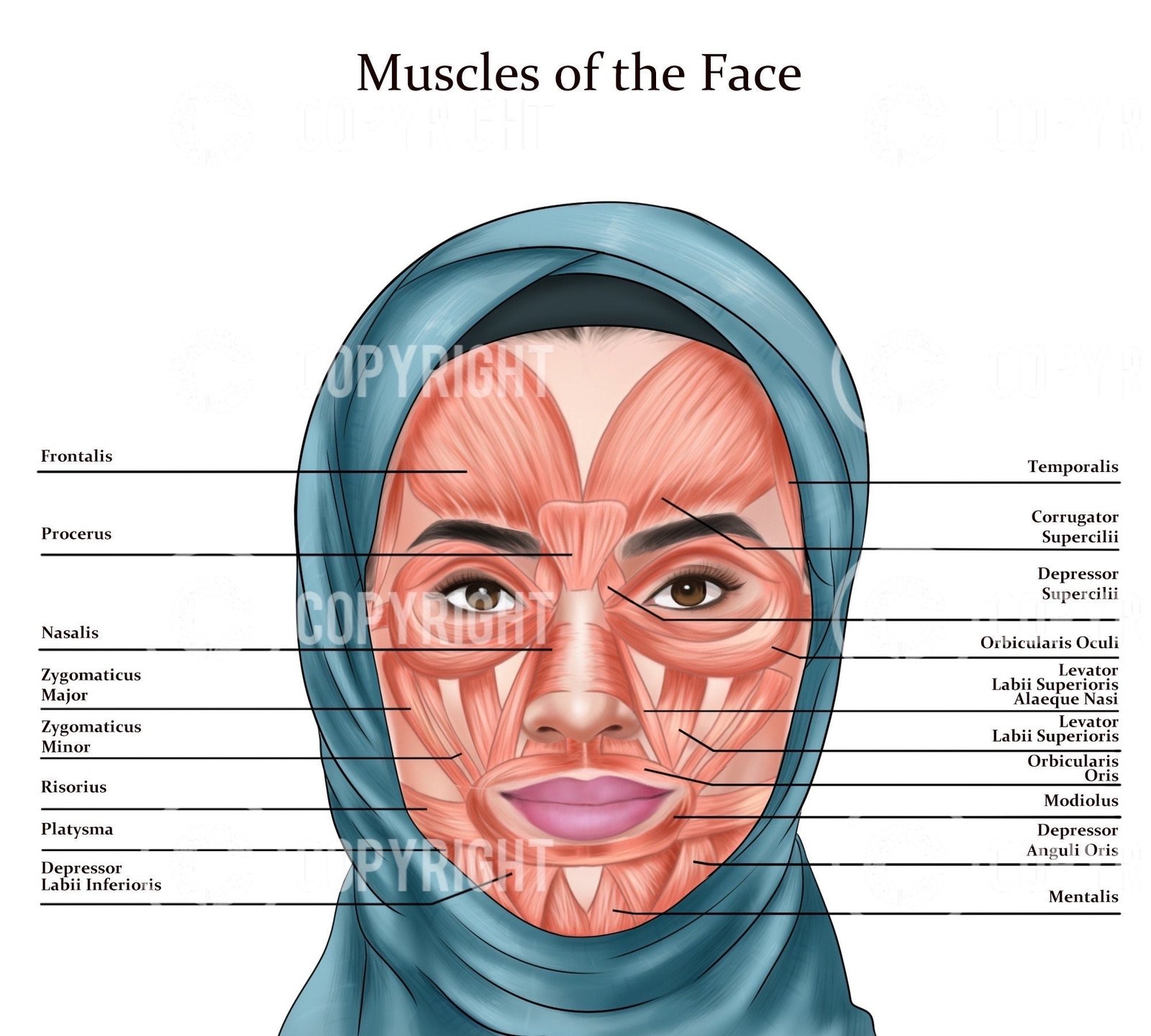 Muscles of the Face Zahra Muslim Hijab Digital Download