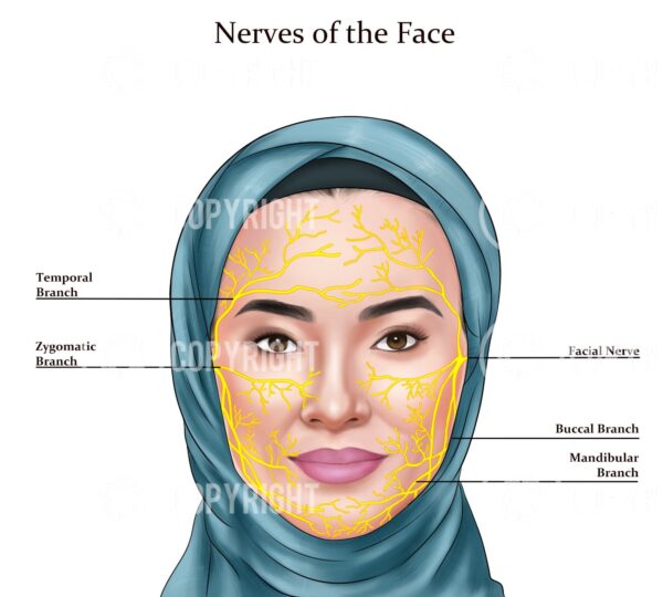 Facial Anatomy Zahra Muslim Hijab Digital Download