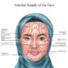 Facial Anatomy Zahra Muslim Hijab Digital Download