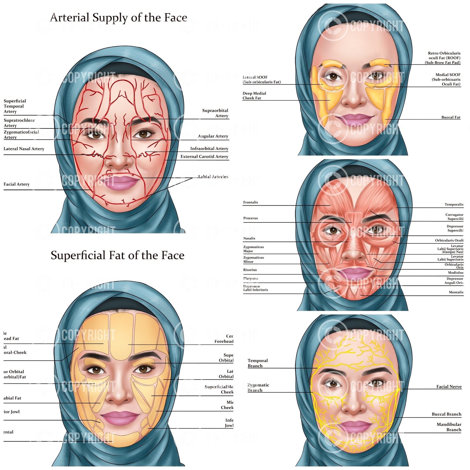 Facial Anatomy Zahra Muslim Hijab Digital Download