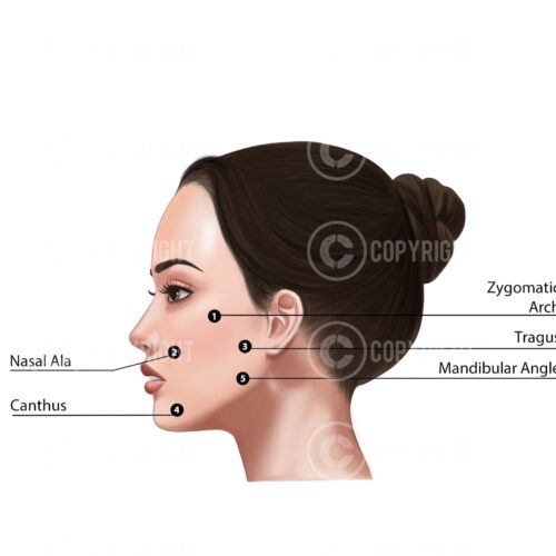 Profhilo Bundle BAP face and neck Digital Download