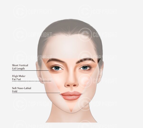 Bundle | Ageing of the Face and Neck Giorgia Digital Download