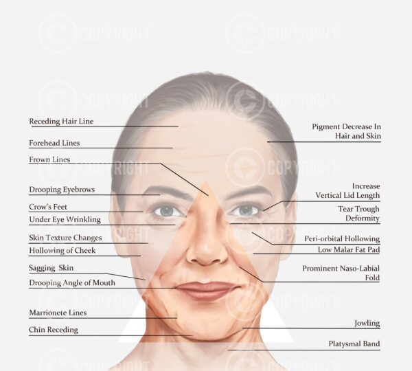 Bundle | Ageing of the Face and Neck Giorgia Digital Download