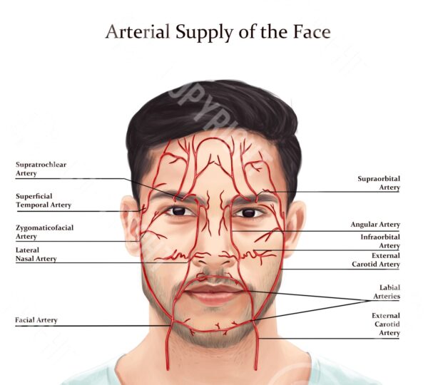 Daniel Male Blood Vessels the Face Digital Download