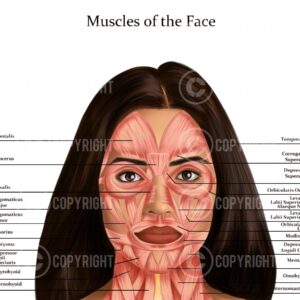 Muscles of the Face and Neck Shana Digital Download
